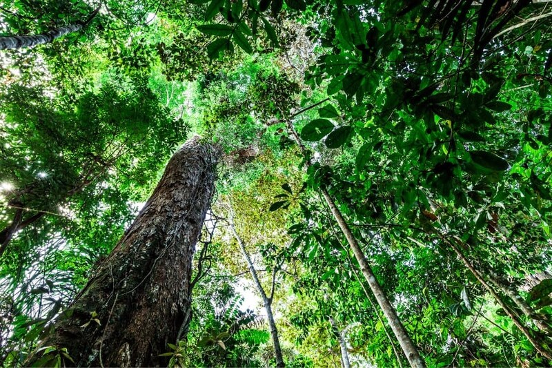 CO2増加に伴い「アマゾン最古の木々」が成長していた