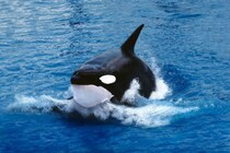 史上初「野生のシャチ出産」の撮影に成功、ノルウェー