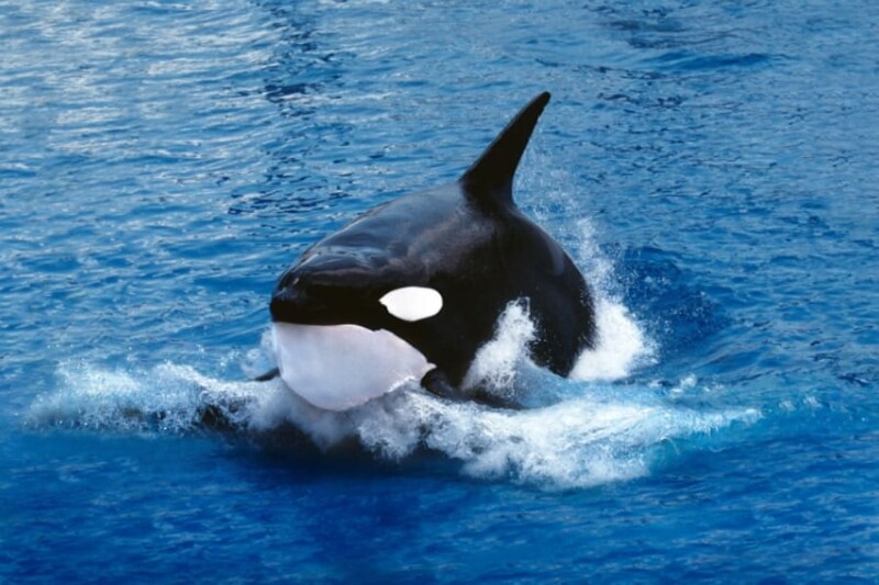 史上初「野生のシャチ出産」の撮影に成功、ノルウェー