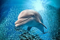 海綿の帽子をかぶったイルカを発見、目的は何？