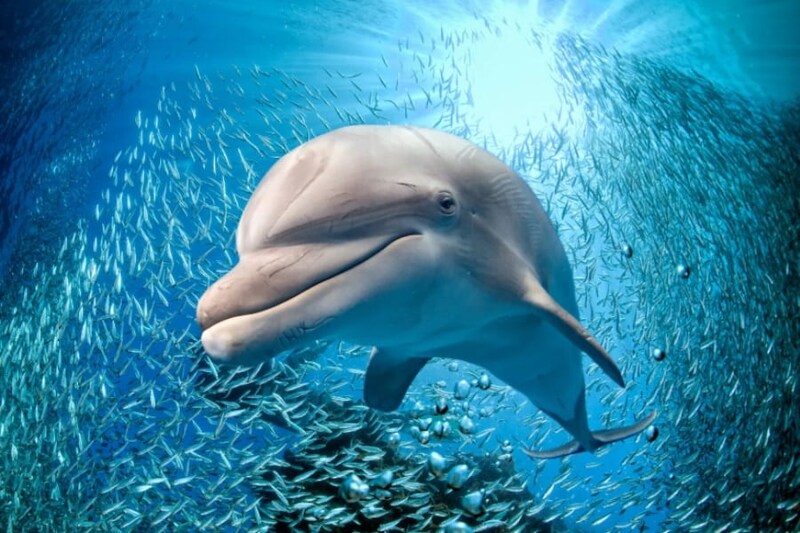 海綿の帽子をかぶったイルカを発見、目的は何？