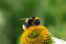 マルハナバチは「モールス信号」を理解できると判明