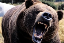 降水量が減少するごとに「野生動物によるトラブルが増える」と判明