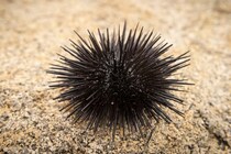 ウニは全身が「脳」でできた動物だった