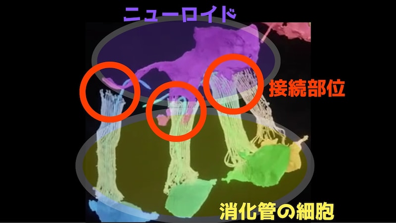 海綿動物にあるニューロンの原形は消化管の細胞と接続し制御している