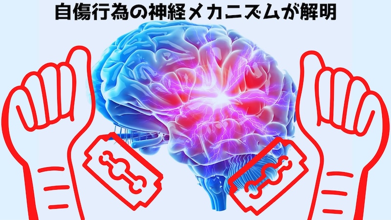 リスカなど自傷行為の根底にある脳のメカニズムを解明！