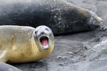 鳥インフルエンザ発生後、繁殖中の雌ミナミゾウアザラシの数が47%減少