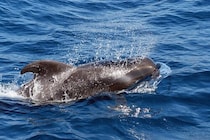 ハワイのクジラ、年間で「7万匹以上のイカ」を食べていると判明