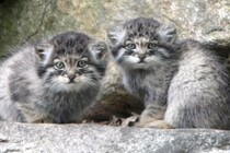 野生「マヌルネコ」が標高5000m近くのヒマラヤで発見される