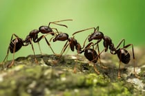 洗脳して「娘に実母を殺させる」教唆型の寄生アリを発見