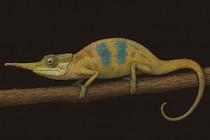 鼻の長い「ピノキオ・カメレオン」の新種を発見