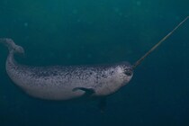 イッカクが観測装置に”体当たりし続けている”と判明、その理由とは？