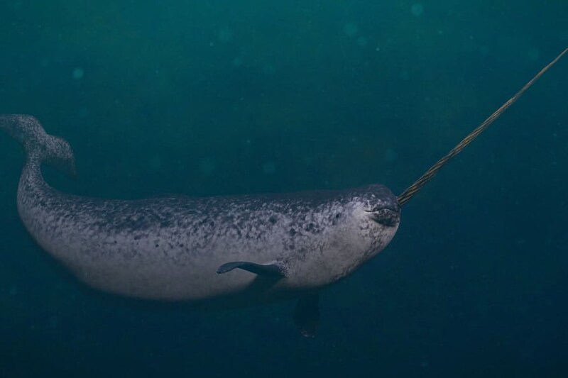 イッカクが観測装置に”体当たりし続けている”と判明、その理由とは？