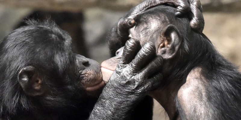 「愛のキス」は、2100万年前のサル社会から続く、超ロングセラーの社会行動