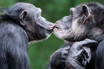 キスの起源は2100万年前のサル時代だった――毛づくろい時の唇の動きが元