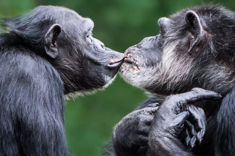 キスの起源は2100万年前のサル時代だった――毛づくろい時の唇の動きが元