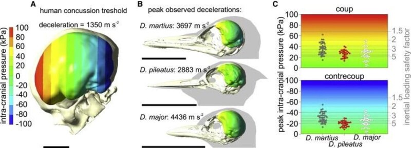 (A)人間の脳と(B)3種のキツツキの脳を比較した図。キツツキの脳サイズでは脳震盪の閾値圧力が人間よりも有利であることがわかる