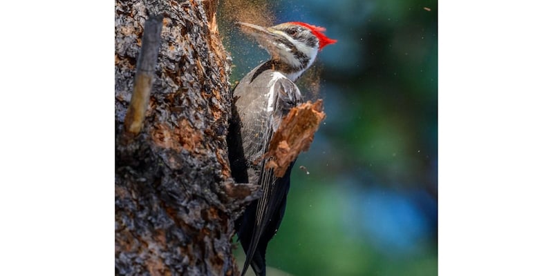 キツツキの頭蓋骨には「衝撃吸収材」が存在しなかった!