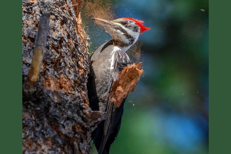 キツツキは脳とか大丈夫なの? 研究者「大丈夫だけど、思ってた理由と違った」