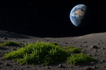 コケが「9カ月間の宇宙滞在」でも生存できると判明