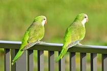 インコが友達を作る時、まずは「様子見する」と判明