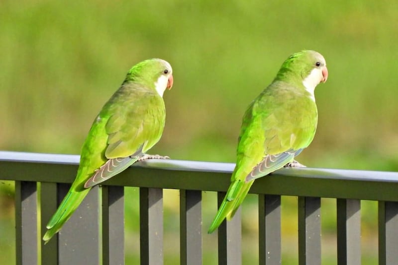 インコが友達を作る時、まずは「様子見する」と判明