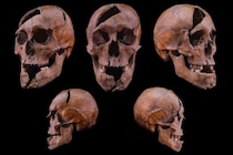 1272年に暗殺された公爵――26ヵ所の傷でオーバーキルされていた