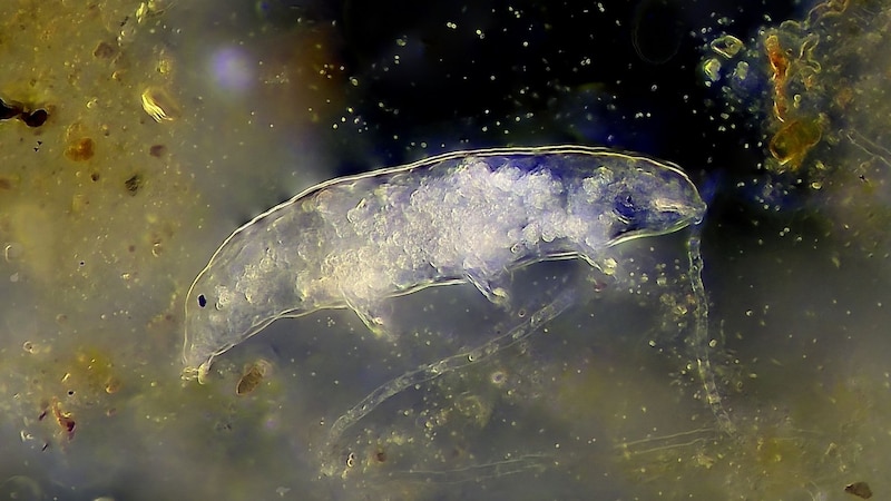 クマムシ遺伝子のヒト細胞への導入がはじまっている