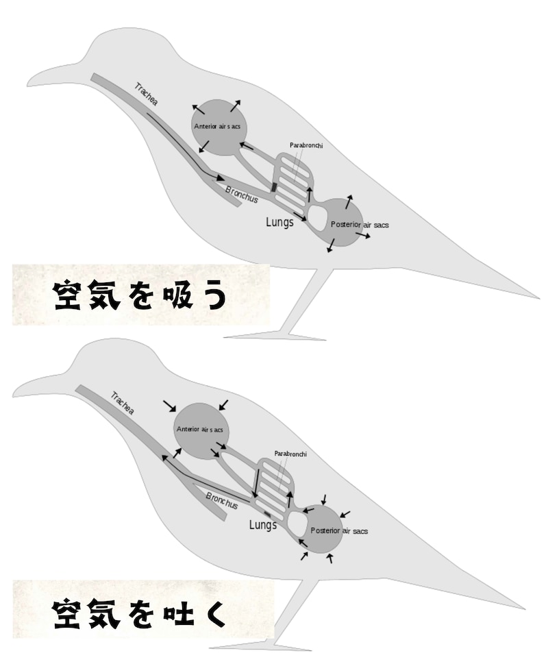 鳥類の呼吸の仕組み