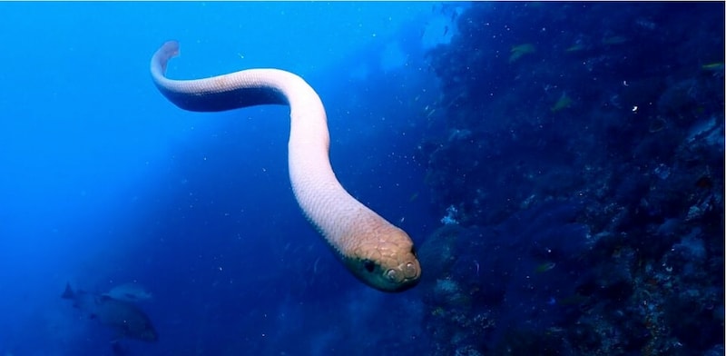 ウミヘビはダイバーを交尾相手と勘違いしていた⁈