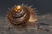 森の住人？新種の”毛深い”ヤマタニシに「宮崎駿」氏の名前が付く