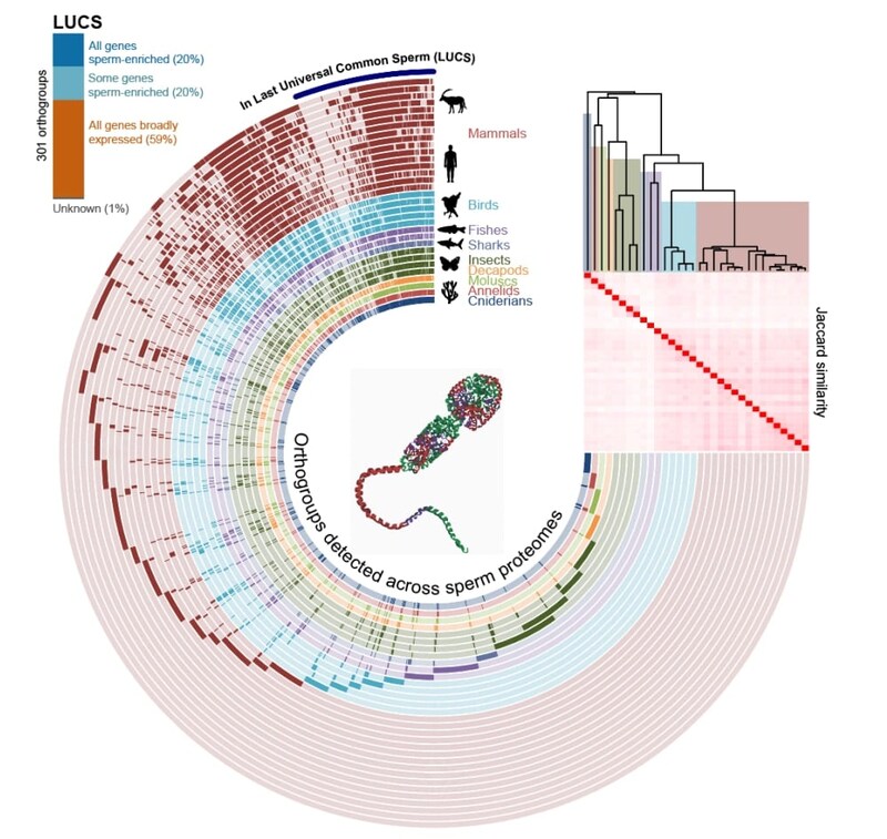 「精子って単細胞生物っぽくないか？」を真面目に調べる