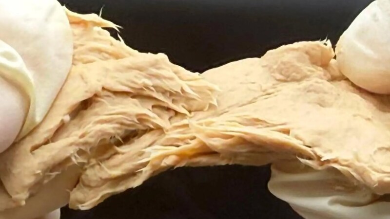 遺伝子編集「肉キノコ」は家畜より効率的にタンパク質を生産できる