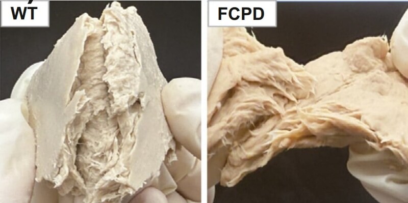 遺伝子編集で「菌のお肉」の生産速度が88%増加