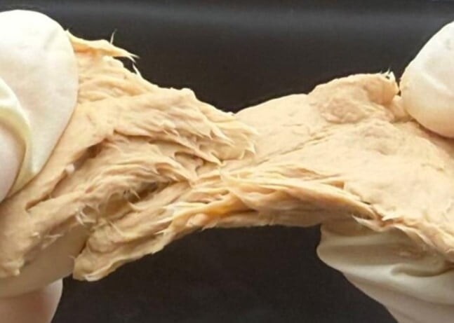 遺伝子編集「肉キノコ」は家畜より効率的にタンパク質を生産できる