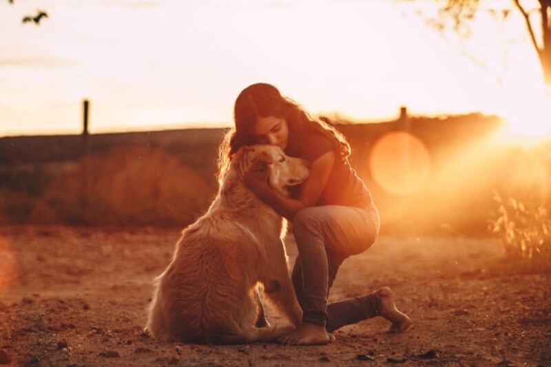 人間とゴールデン・レトリバーは「同じ遺伝子」を共有していた