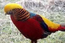 金鶏と銀鶏の雄は派手な冠羽のせいで「周りがよく見えていない」