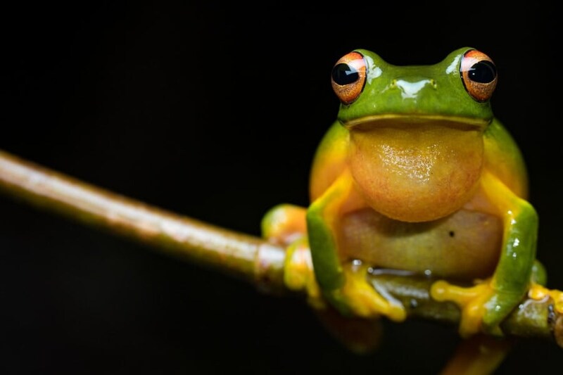 カエルは病原菌で死ぬ前にジャンプ力が23%上がる