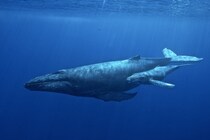 ヒゲクジラは1600キロ先の仲間にも届く「発声システム」を進化させている