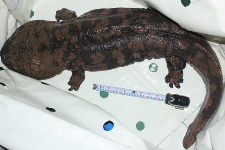中国で絶滅したオオサンショウウオが違法輸入で持ち込まれ日本に生存していた