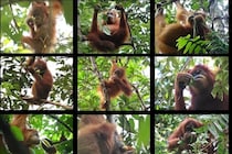 オランウータンの食生活は“文化の継承”なしでは成立しないと判明