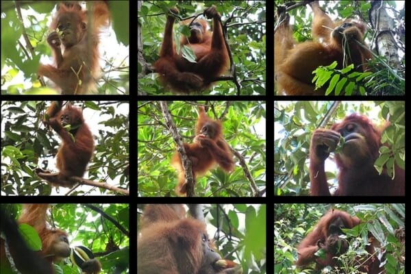 オランウータンの食生活は“文化の継承”なしでは成立しないと判明