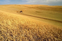 まるでオカルト！支離滅裂な生物学「ルイセンコ学説」はなぜソ連で信じられたのか？