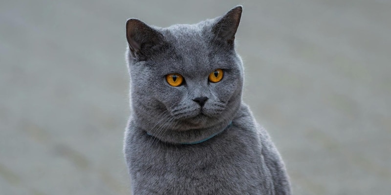 なぜリビアヤマネコは地元のヤマネコを置き換えたのか？