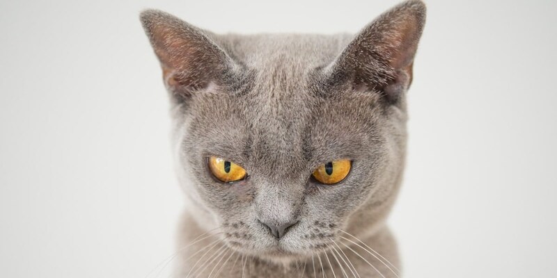 今では世界各地のヤマネコがイエネコに置き換わりつつある