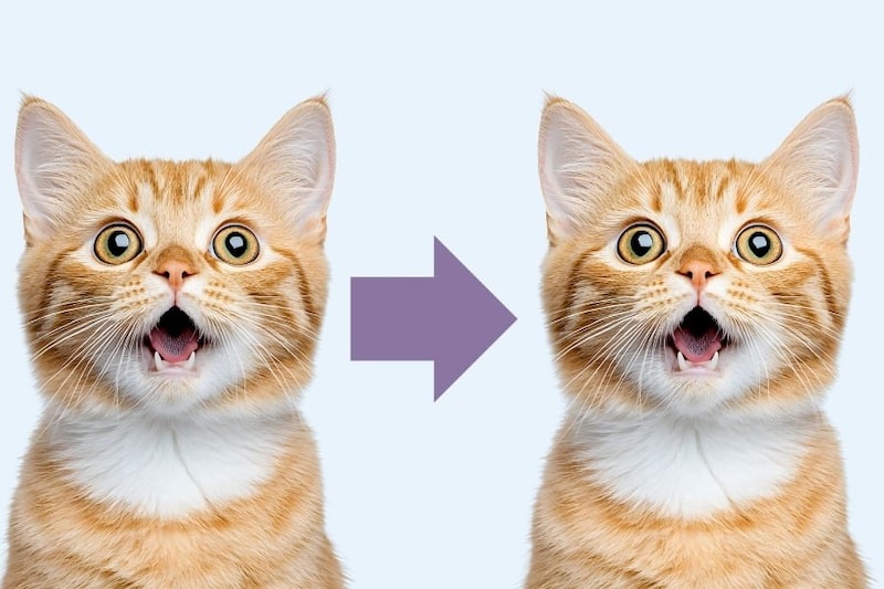 ローマ帝国と唐の時代に「人と暮らすネコ」が知らぬ間に別系統に入れ替わっていた