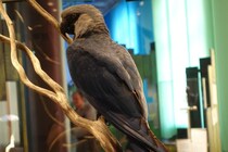 ”野生で最後”の「青いインコ」11羽が致死性ウイルスに感染