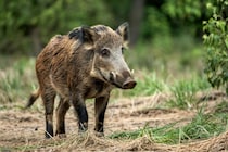 筋肉がネオンブルーになった「青色イノシシ」を発見、原因は？