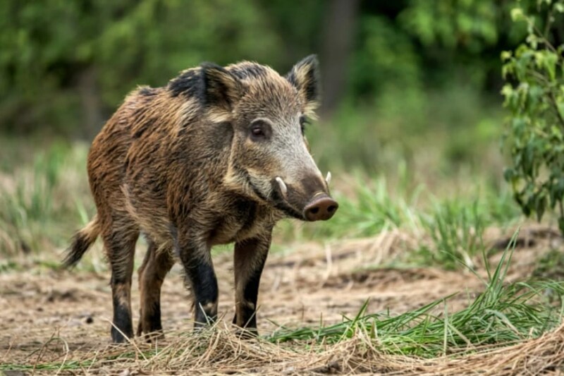 筋肉がネオンブルーになった「青色イノシシ」を発見、原因は？