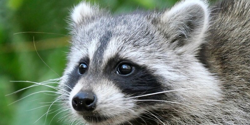 家畜化の第一歩はどこから始まるか?